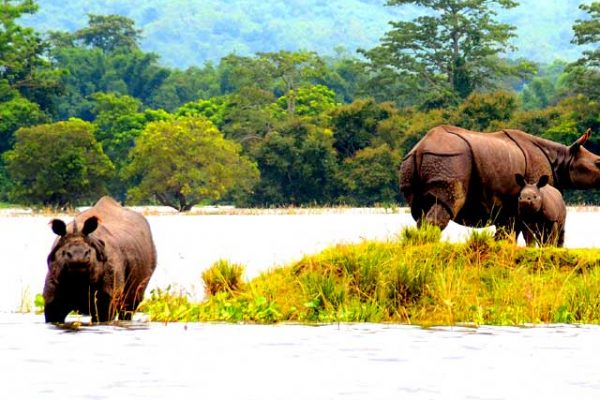 Kaziranga-National-Park-Tou